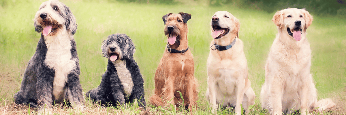 Canine Enrichment