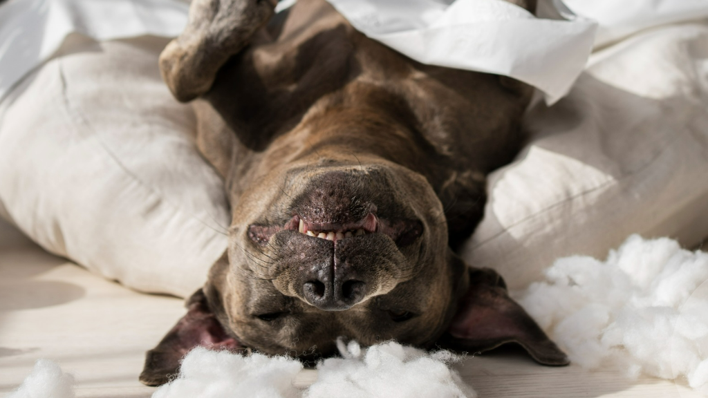 dog showing anxiety behaviors laying in torn up furniture
