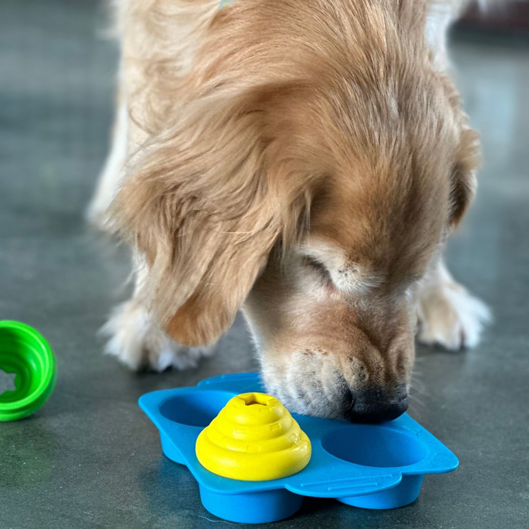 Canine Enrichment