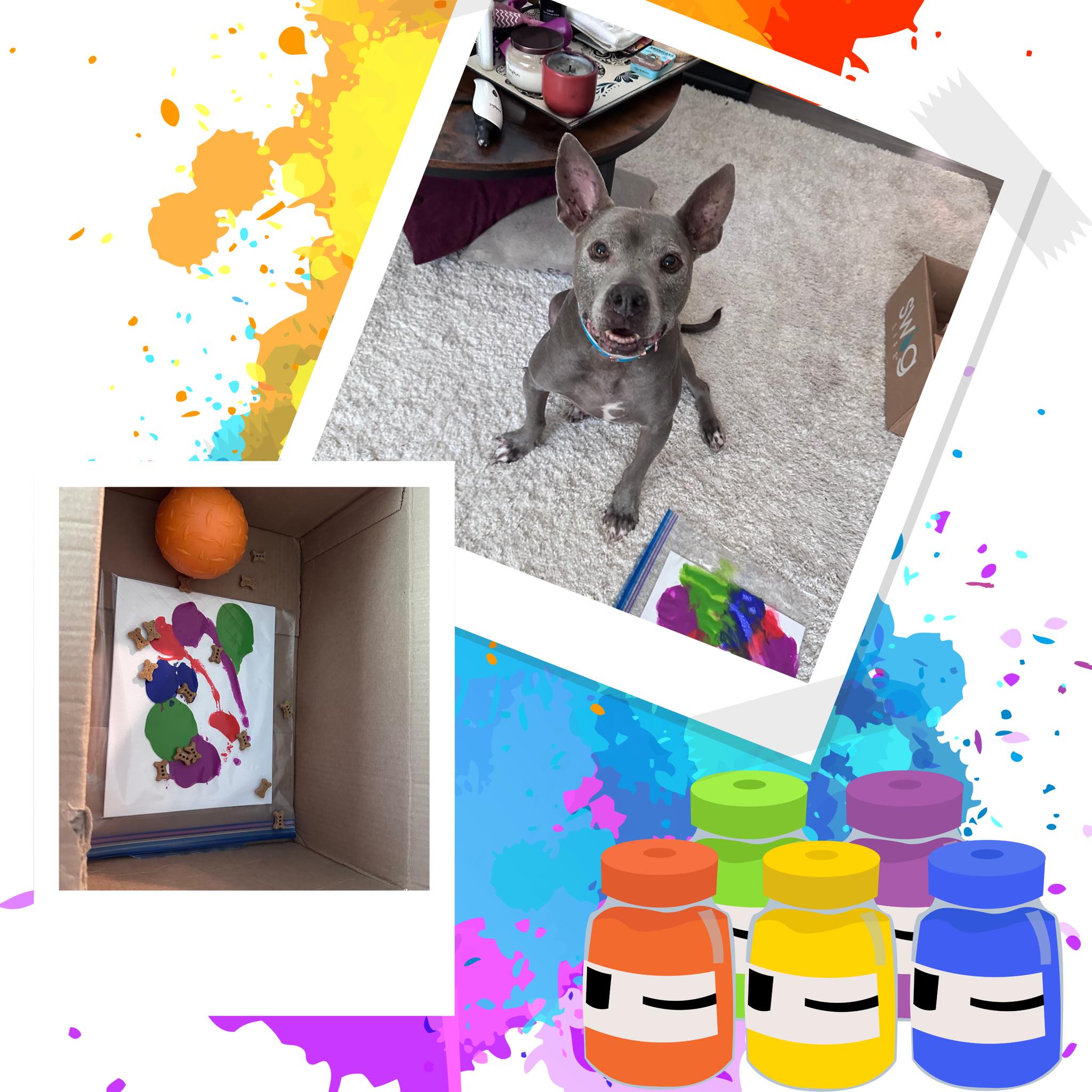 Canine Enrichment