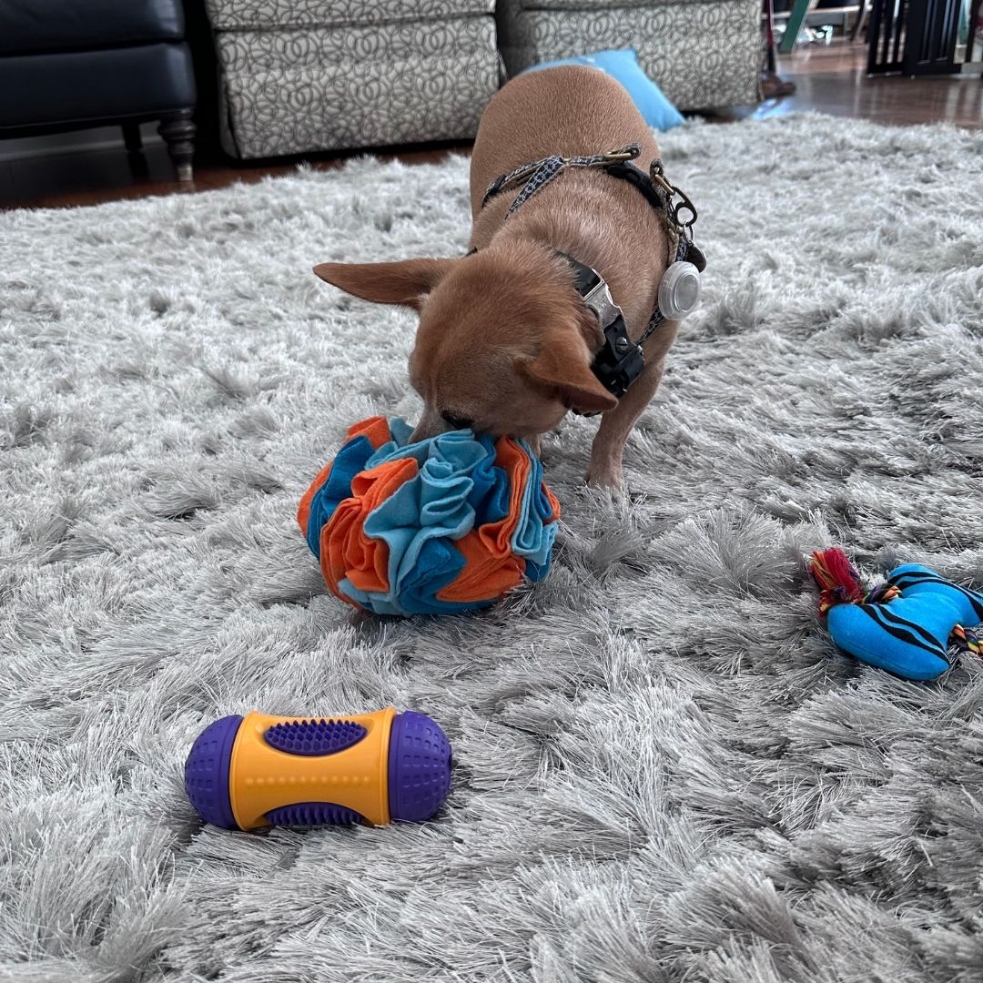 A small brown dog playing with a colorful fabric toy on a plush rug, surrounded by other toys.
