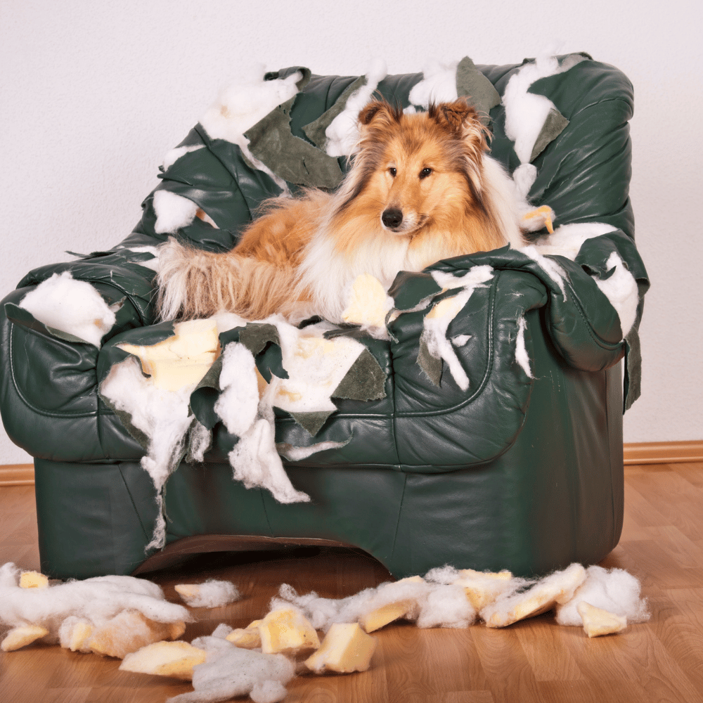 Dog showing signs of separation anxiety and stress body language