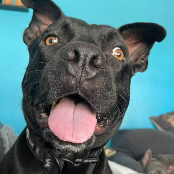 canine vocalization