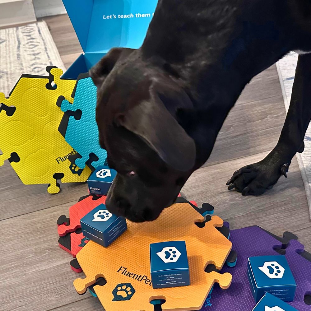 dog brain games