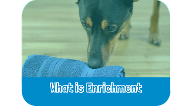 what is enrichment